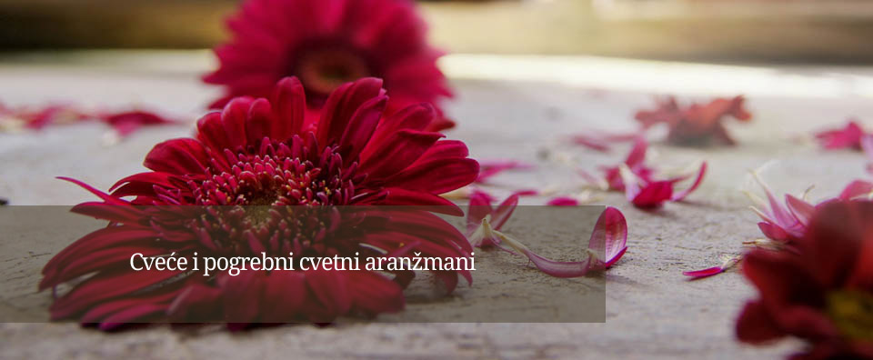 pogrebni cvetni aranzmani - pogrebni prevoz-pogrebne usluge sabac